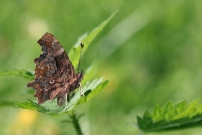 *(17800) Le Robert le diable (Lpidoptre - Nymphalidae - Polygonia c-album)